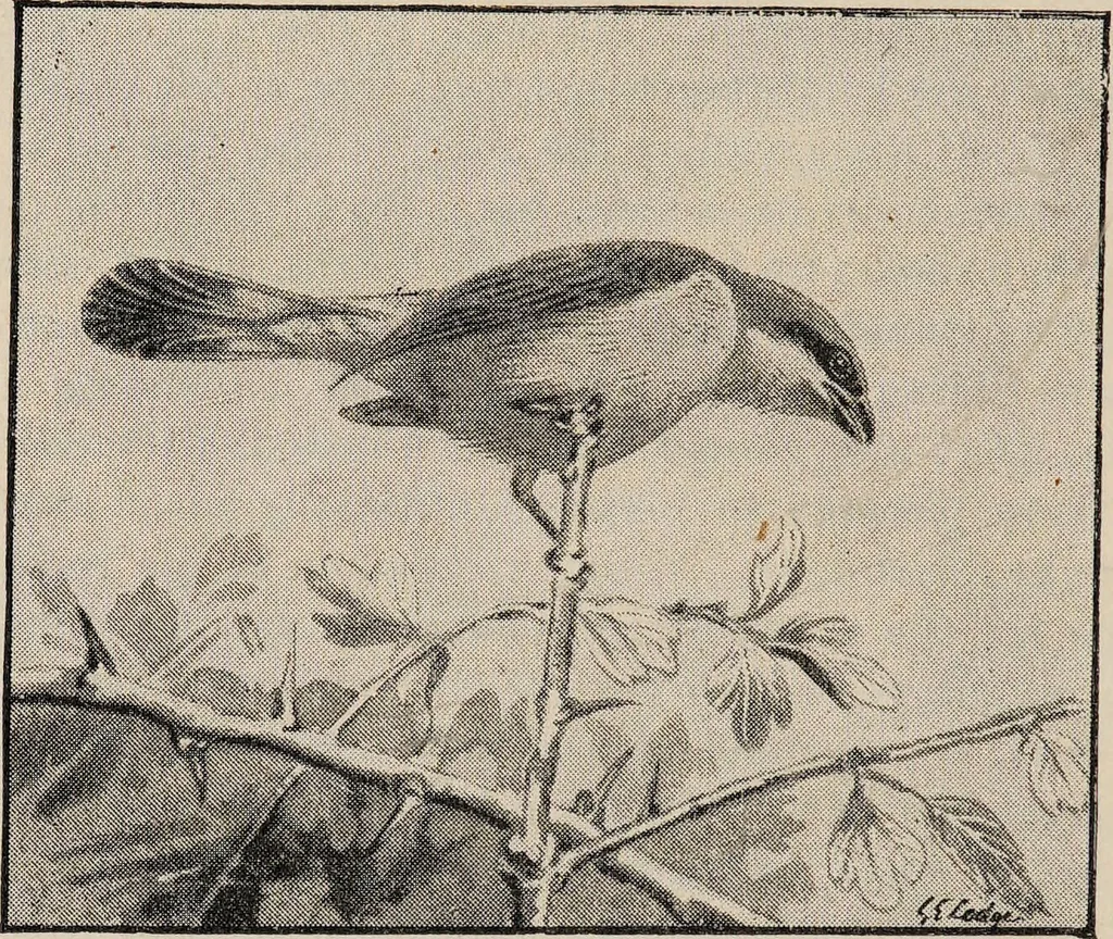 An illustration from British birds / by W.H. Hudson, C.M.Z.S ; with a chapter on structure and classification by Frank E. Beddard, F.R.S. With 8 coloured plates from original drawings by A. Thorburn and 8 plates and 100 figures in black and white from original drawings by G.E. Lodge and 3 illustrations from photographs from nature by R.B. Lodge. New impression., 1921, leaf 144