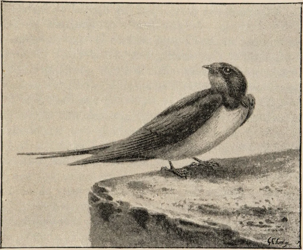 An illustration from British birds / by W.H. Hudson, C.M.Z.S ; with a chapter on structure and classification by Frank E. Beddard, F.R.S. With 8 coloured plates from original drawings by A. Thorburn and 8 plates and 100 figures in black and white from original drawings by G.E. Lodge and 3 illustrations from photographs from nature by R.B. Lodge. New impression., 1921, leaf 149