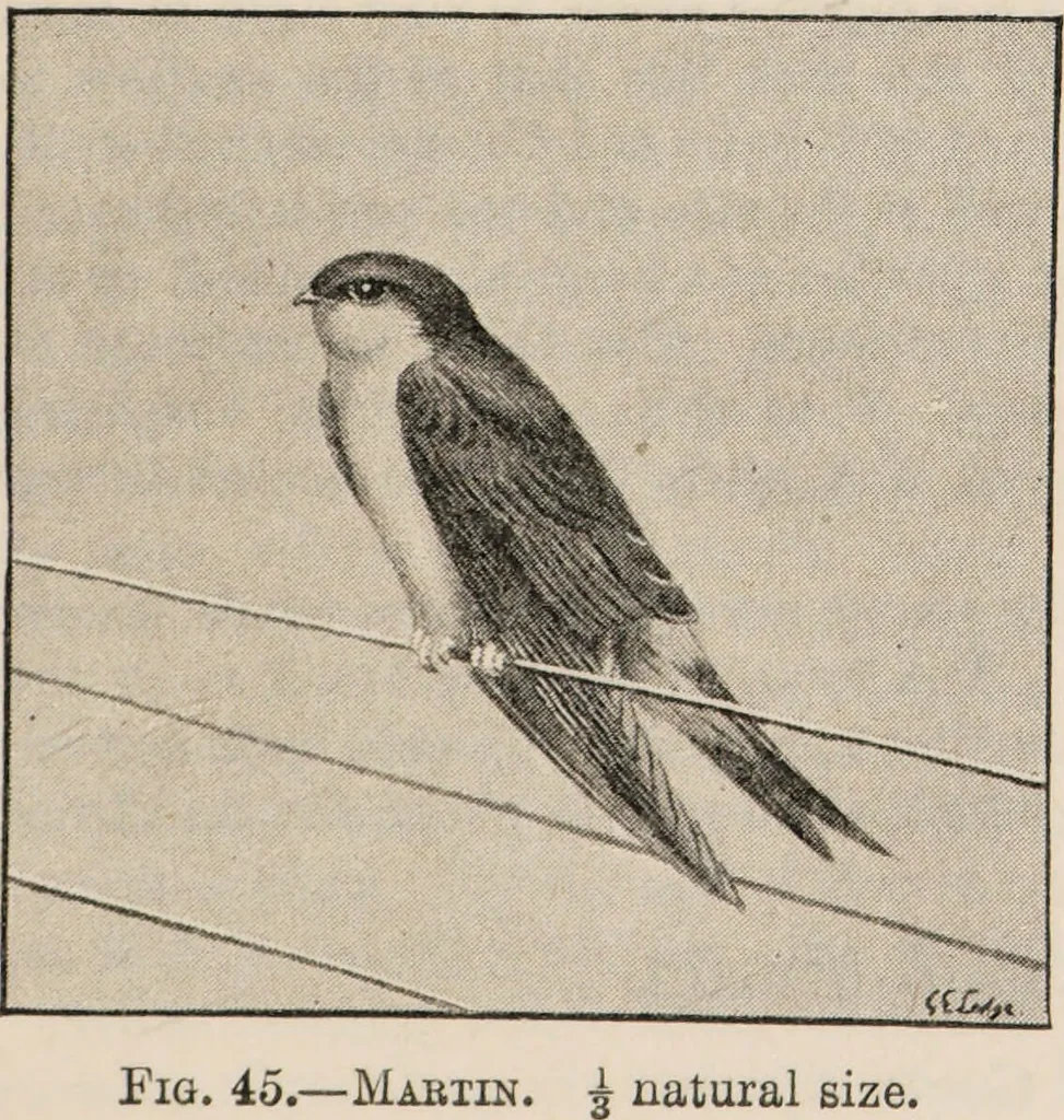 An illustration from British birds / by W.H. Hudson, C.M.Z.S ; with a chapter on structure and classification by Frank E. Beddard, F.R.S. With 8 coloured plates from original drawings by A. Thorburn and 8 plates and 100 figures in black and white from original drawings by G.E. Lodge and 3 illustrations from photographs from nature by R.B. Lodge. New impression., 1921, leaf 151