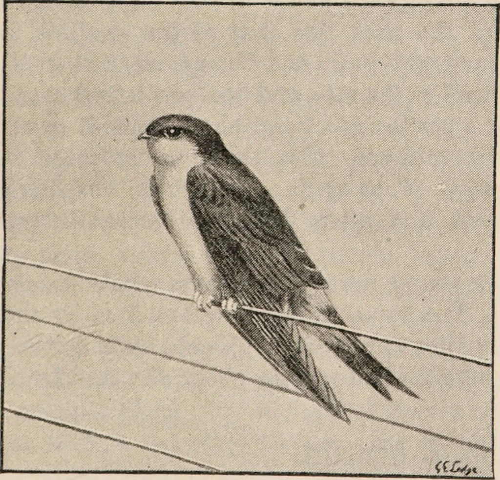 An illustration from British birds / by W.H. Hudson, C.M.Z.S ; with a chapter on structure and classification by Frank E. Beddard, F.R.S. With 8 coloured plates from original drawings by A. Thorburn and 8 plates and 100 figures in black and white from original drawings by G.E. Lodge and 3 illustrations from photographs from nature by R.B. Lodge. New impression., 1921, leaf 151