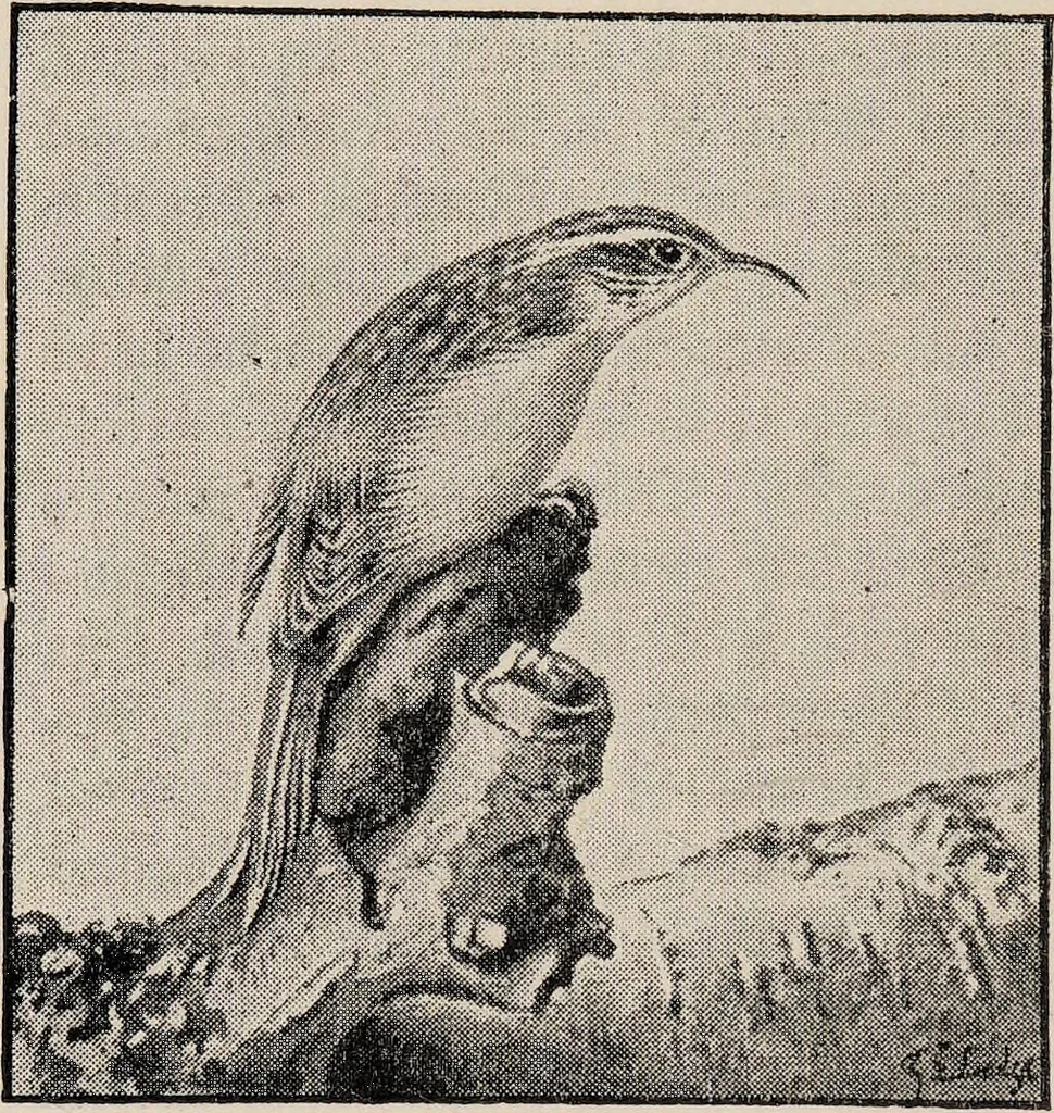 An illustration from British birds / by W.H. Hudson, C.M.Z.S ; with a chapter on structure and classification by Frank E. Beddard, F.R.S. With 8 coloured plates from original drawings by A. Thorburn and 8 plates and 100 figures in black and white from original drawings by G.E. Lodge and 3 illustrations from photographs from nature by R.B. Lodge. New impression., 1921, leaf 154