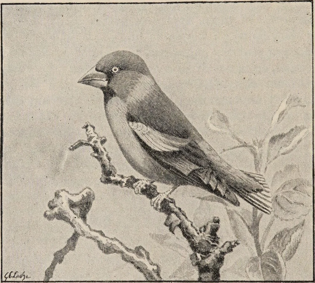An illustration from British birds / by W.H. Hudson, C.M.Z.S ; with a chapter on structure and classification by Frank E. Beddard, F.R.S. With 8 coloured plates from original drawings by A. Thorburn and 8 plates and 100 figures in black and white from original drawings by G.E. Lodge and 3 illustrations from photographs from nature by R.B. Lodge. New impression., 1921, leaf 162