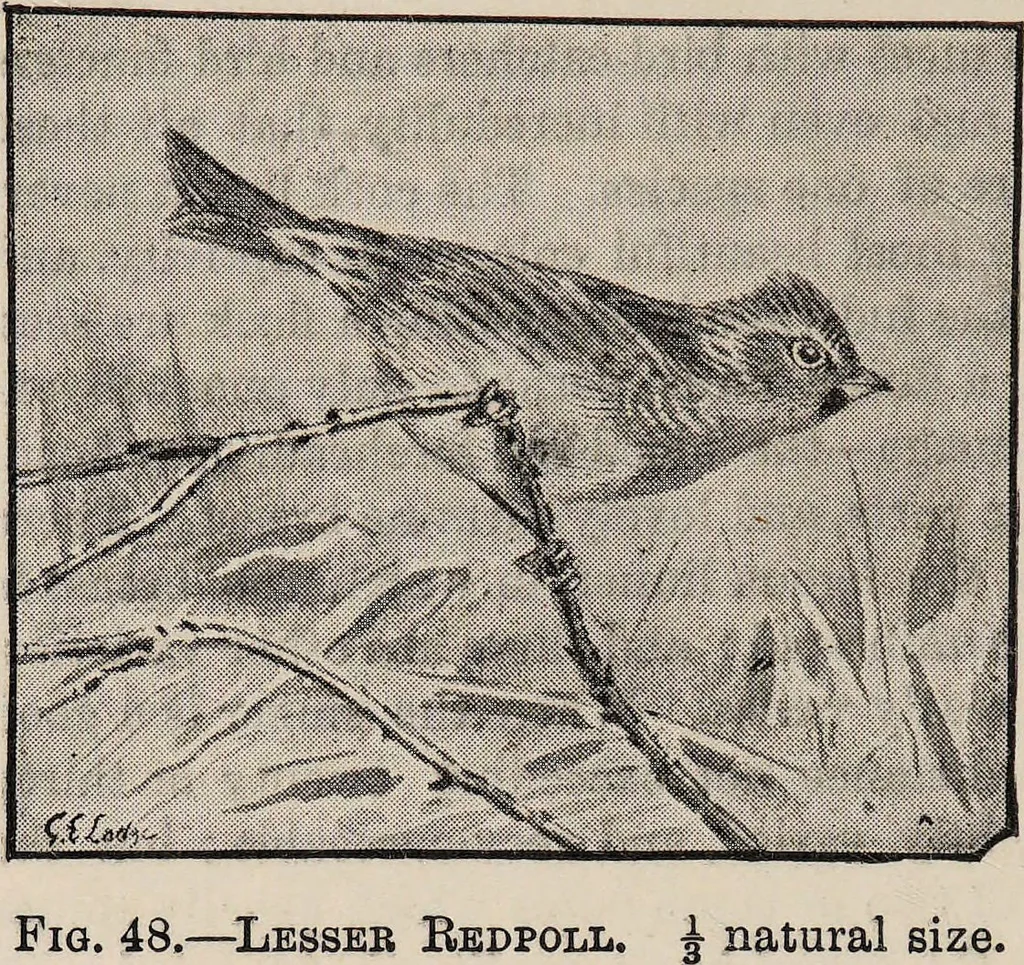 An illustration from British birds / by W.H. Hudson, C.M.Z.S ; with a chapter on structure and classification by Frank E. Beddard, F.R.S. With 8 coloured plates from original drawings by A. Thorburn and 8 plates and 100 figures in black and white from original drawings by G.E. Lodge and 3 illustrations from photographs from nature by R.B. Lodge. New impression., 1921, leaf 172