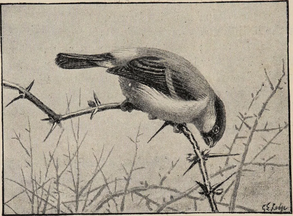 An illustration from British birds / by W.H. Hudson, C.M.Z.S ; with a chapter on structure and classification by Frank E. Beddard, F.R.S. With 8 coloured plates from original drawings by A. Thorburn and 8 plates and 100 figures in black and white from original drawings by G.E. Lodge and 3 illustrations from photographs from nature by R.B. Lodge. New impression., 1921, leaf 174