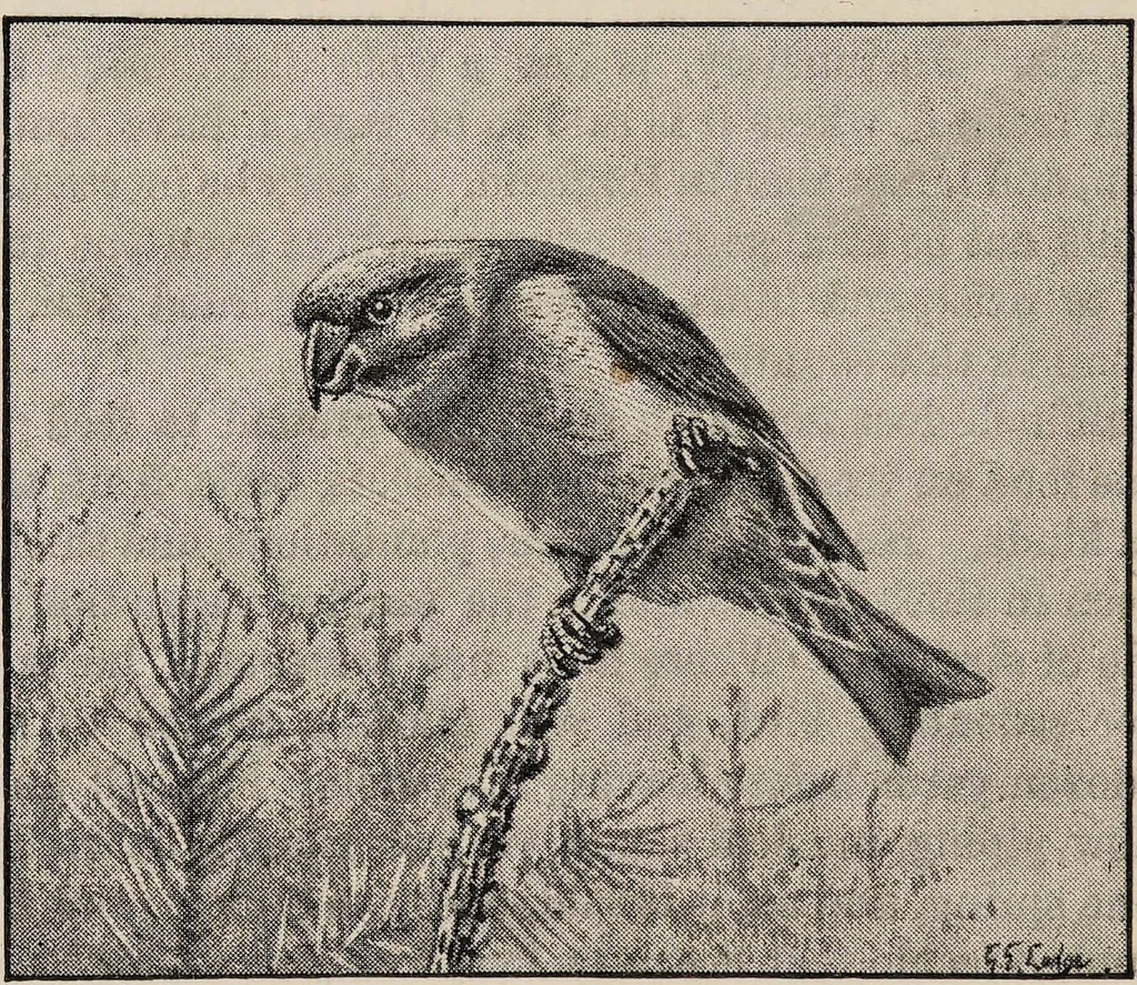 An illustration from British birds / by W.H. Hudson, C.M.Z.S ; with a chapter on structure and classification by Frank E. Beddard, F.R.S. With 8 coloured plates from original drawings by A. Thorburn and 8 plates and 100 figures in black and white from original drawings by G.E. Lodge and 3 illustrations from photographs from nature by R.B. Lodge. New impression., 1921, leaf 176
