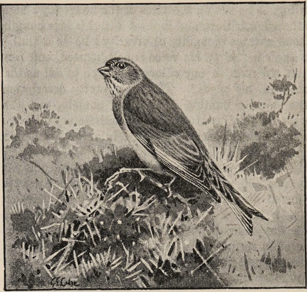 An illustration from British birds / by W.H. Hudson, C.M.Z.S ; with a chapter on structure and classification by Frank E. Beddard, F.R.S. With 8 coloured plates from original drawings by A. Thorburn and 8 plates and 100 figures in black and white from original drawings by G.E. Lodge and 3 illustrations from photographs from nature by R.B. Lodge. New impression., 1921, leaf 180