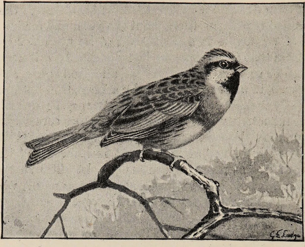 An illustration from British birds / by W.H. Hudson, C.M.Z.S ; with a chapter on structure and classification by Frank E. Beddard, F.R.S. With 8 coloured plates from original drawings by A. Thorburn and 8 plates and 100 figures in black and white from original drawings by G.E. Lodge and 3 illustrations from photographs from nature by R.B. Lodge. New impression., 1921, leaf 182