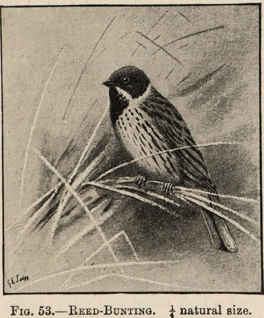 An illustration from British birds / by W.H. Hudson, C.M.Z.S ; with a chapter on structure and classification by Frank E. Beddard, F.R.S. With 8 coloured plates from original drawings by A. Thorburn and 8 plates and 100 figures in black and white from original drawings by G.E. Lodge and 3 illustrations from photographs from nature by R.B. Lodge. New impression., 1921, leaf 183