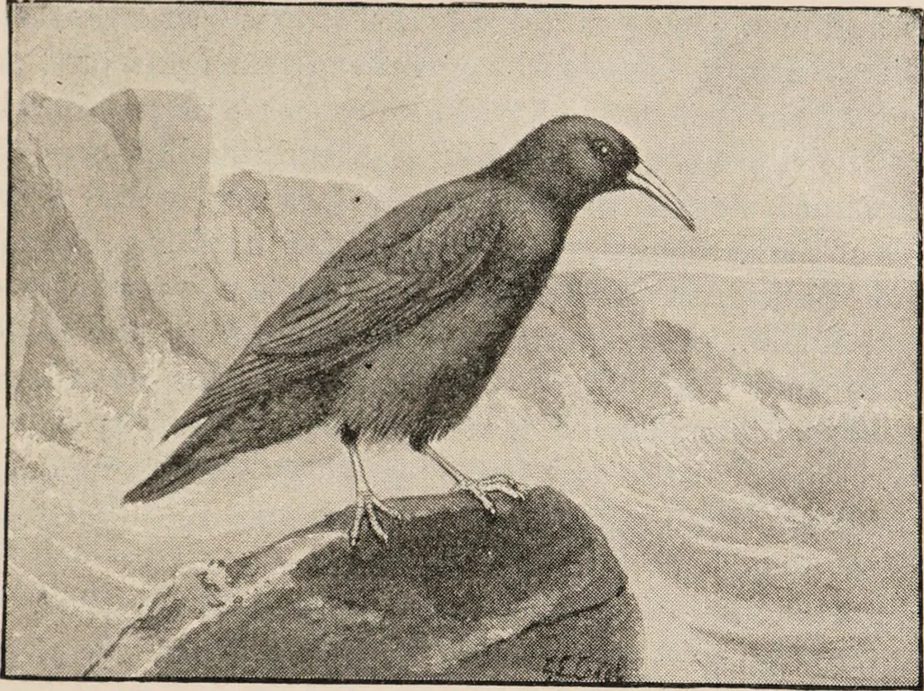 An illustration from British birds / by W.H. Hudson, C.M.Z.S ; with a chapter on structure and classification by Frank E. Beddard, F.R.S. With 8 coloured plates from original drawings by A. Thorburn and 8 plates and 100 figures in black and white from original drawings by G.E. Lodge and 3 illustrations from photographs from nature by R.B. Lodge. New impression., 1921, leaf 189