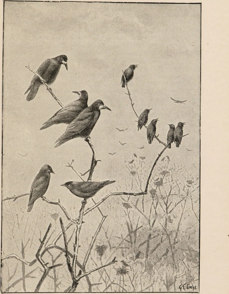 An illustration from British birds / by W.H. Hudson, C.M.Z.S ; with a chapter on structure and classification by Frank E. Beddard, F.R.S. With 8 coloured plates from original drawings by A. Thorburn and 8 plates and 100 figures in black and white from original drawings by G.E. Lodge and 3 illustrations from photographs from nature by R.B. Lodge. New impression., 1921, leaf 197