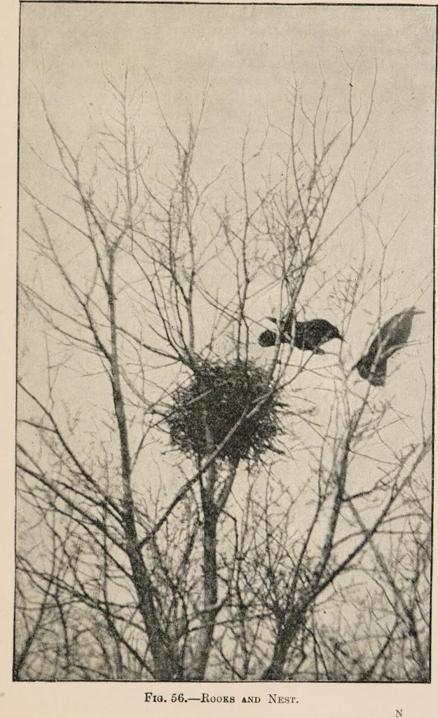 An illustration from British birds / by W.H. Hudson, C.M.Z.S ; with a chapter on structure and classification by Frank E. Beddard, F.R.S. With 8 coloured plates from original drawings by A. Thorburn and 8 plates and 100 figures in black and white from original drawings by G.E. Lodge and 3 illustrations from photographs from nature by R.B. Lodge. New impression., 1921, leaf 203
