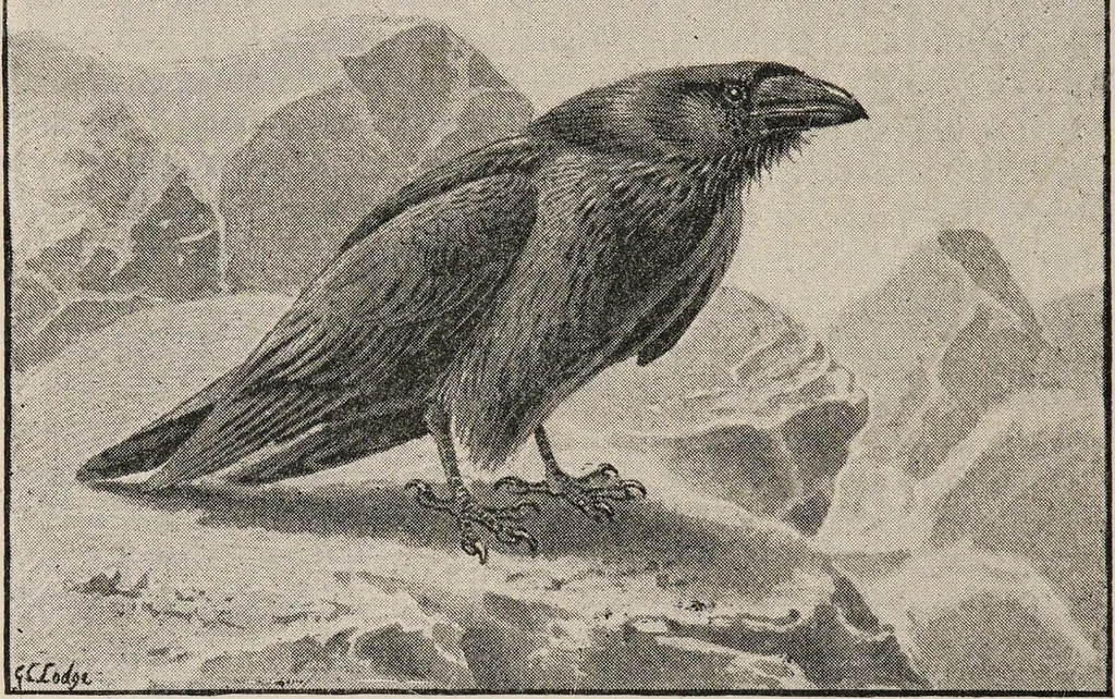 An illustration from British birds / by W.H. Hudson, C.M.Z.S ; with a chapter on structure and classification by Frank E. Beddard, F.R.S. With 8 coloured plates from original drawings by A. Thorburn and 8 plates and 100 figures in black and white from original drawings by G.E. Lodge and 3 illustrations from photographs from nature by R.B. Lodge. New impression., 1921, leaf 206