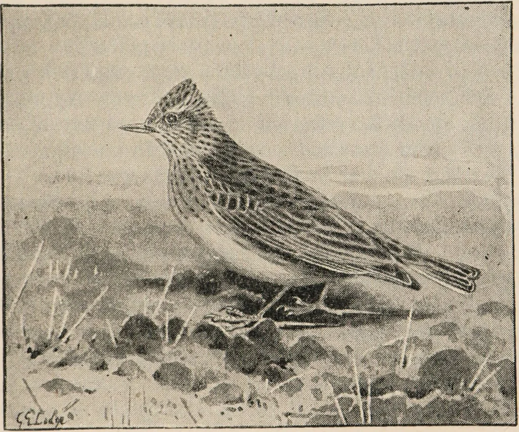 An illustration from British birds / by W.H. Hudson, C.M.Z.S ; with a chapter on structure and classification by Frank E. Beddard, F.R.S. With 8 coloured plates from original drawings by A. Thorburn and 8 plates and 100 figures in black and white from original drawings by G.E. Lodge and 3 illustrations from photographs from nature by R.B. Lodge. New impression., 1921, leaf 209