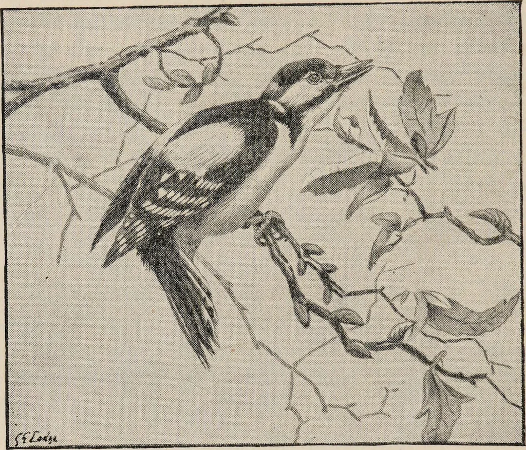 An illustration from British birds / by W.H. Hudson, C.M.Z.S ; with a chapter on structure and classification by Frank E. Beddard, F.R.S. With 8 coloured plates from original drawings by A. Thorburn and 8 plates and 100 figures in black and white from original drawings by G.E. Lodge and 3 illustrations from photographs from nature by R.B. Lodge. New impression., 1921, leaf 216