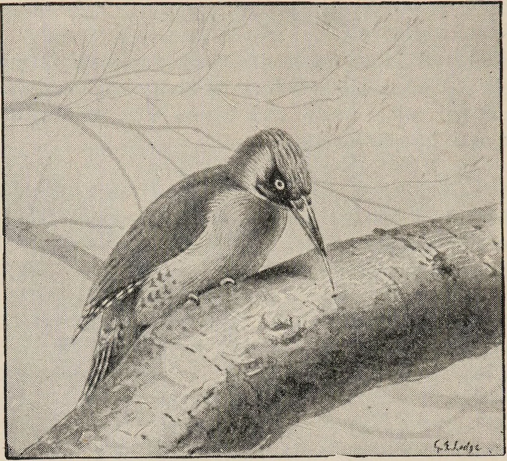 An illustration from British birds / by W.H. Hudson, C.M.Z.S ; with a chapter on structure and classification by Frank E. Beddard, F.R.S. With 8 coloured plates from original drawings by A. Thorburn and 8 plates and 100 figures in black and white from original drawings by G.E. Lodge and 3 illustrations from photographs from nature by R.B. Lodge. New impression., 1921, leaf 218