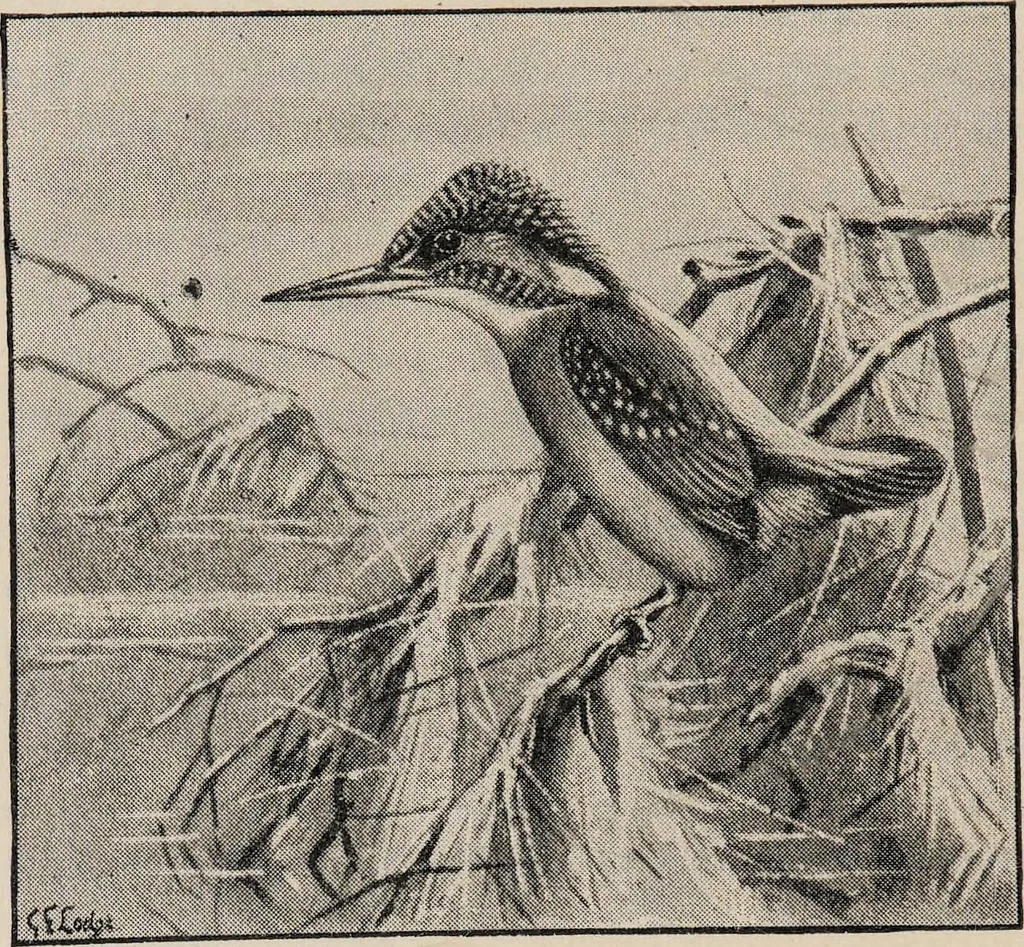 An illustration from British birds / by W.H. Hudson, C.M.Z.S ; with a chapter on structure and classification by Frank E. Beddard, F.R.S. With 8 coloured plates from original drawings by A. Thorburn and 8 plates and 100 figures in black and white from original drawings by G.E. Lodge and 3 illustrations from photographs from nature by R.B. Lodge. New impression., 1921, leaf 222