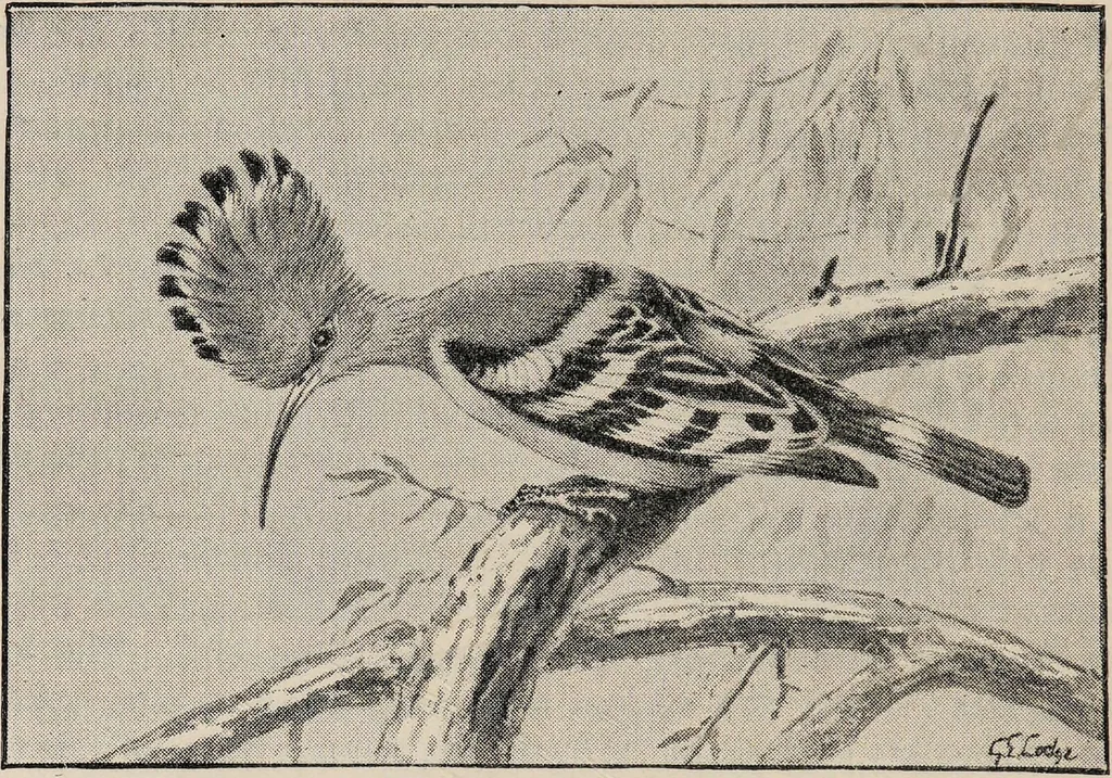 An illustration from British birds / by W.H. Hudson, C.M.Z.S ; with a chapter on structure and classification by Frank E. Beddard, F.R.S. With 8 coloured plates from original drawings by A. Thorburn and 8 plates and 100 figures in black and white from original drawings by G.E. Lodge and 3 illustrations from photographs from nature by R.B. Lodge. New impression., 1921, leaf 224