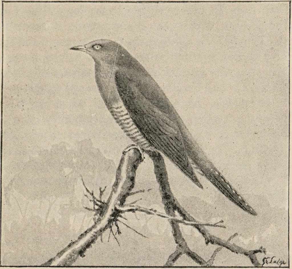 An illustration from British birds / by W.H. Hudson, C.M.Z.S ; with a chapter on structure and classification by Frank E. Beddard, F.R.S. With 8 coloured plates from original drawings by A. Thorburn and 8 plates and 100 figures in black and white from original drawings by G.E. Lodge and 3 illustrations from photographs from nature by R.B. Lodge. New impression., 1921, leaf 225