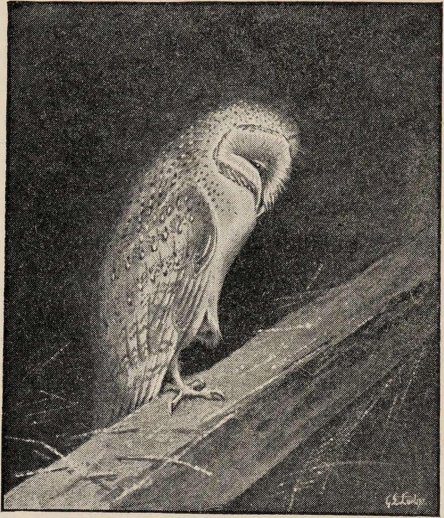 An illustration from British birds / by W.H. Hudson, C.M.Z.S ; with a chapter on structure and classification by Frank E. Beddard, F.R.S. With 8 coloured plates from original drawings by A. Thorburn and 8 plates and 100 figures in black and white from original drawings by G.E. Lodge and 3 illustrations from photographs from nature by R.B. Lodge. New impression., 1921, leaf 228