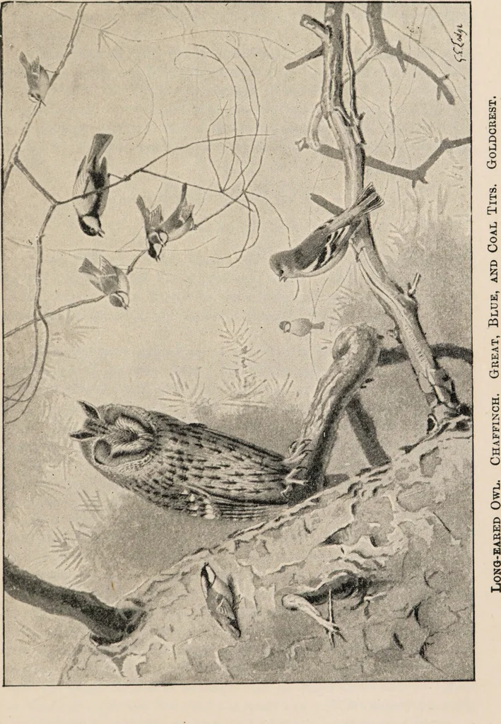 An illustration from British birds / by W.H. Hudson, C.M.Z.S ; with a chapter on structure and classification by Frank E. Beddard, F.R.S. With 8 coloured plates from original drawings by A. Thorburn and 8 plates and 100 figures in black and white from original drawings by G.E. Lodge and 3 illustrations from photographs from nature by R.B. Lodge. New impression., 1921, leaf 231