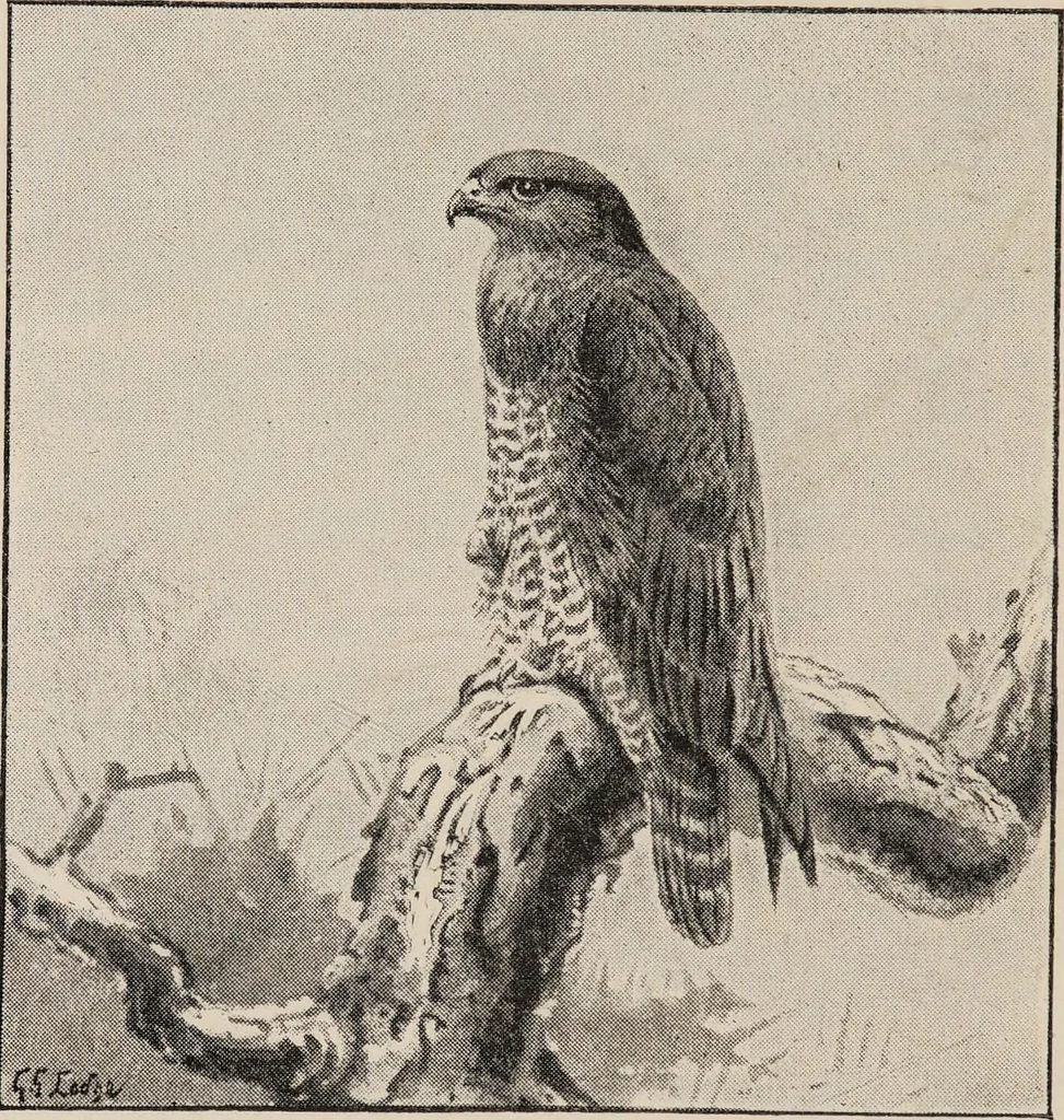 An illustration from British birds / by W.H. Hudson, C.M.Z.S ; with a chapter on structure and classification by Frank E. Beddard, F.R.S. With 8 coloured plates from original drawings by A. Thorburn and 8 plates and 100 figures in black and white from original drawings by G.E. Lodge and 3 illustrations from photographs from nature by R.B. Lodge. New impression., 1921, leaf 238