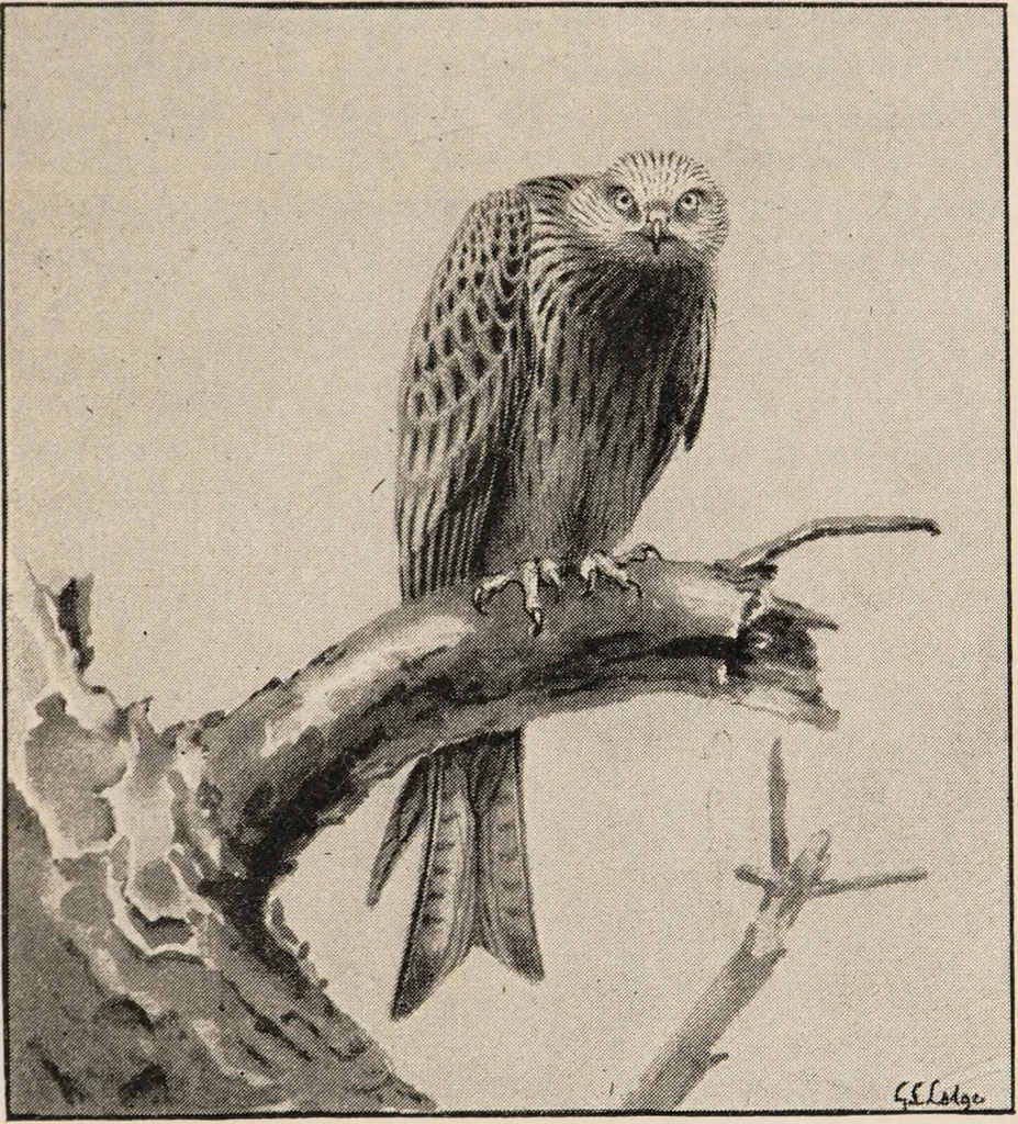 An illustration from British birds / by W.H. Hudson, C.M.Z.S ; with a chapter on structure and classification by Frank E. Beddard, F.R.S. With 8 coloured plates from original drawings by A. Thorburn and 8 plates and 100 figures in black and white from original drawings by G.E. Lodge and 3 illustrations from photographs from nature by R.B. Lodge. New impression., 1921, leaf 243