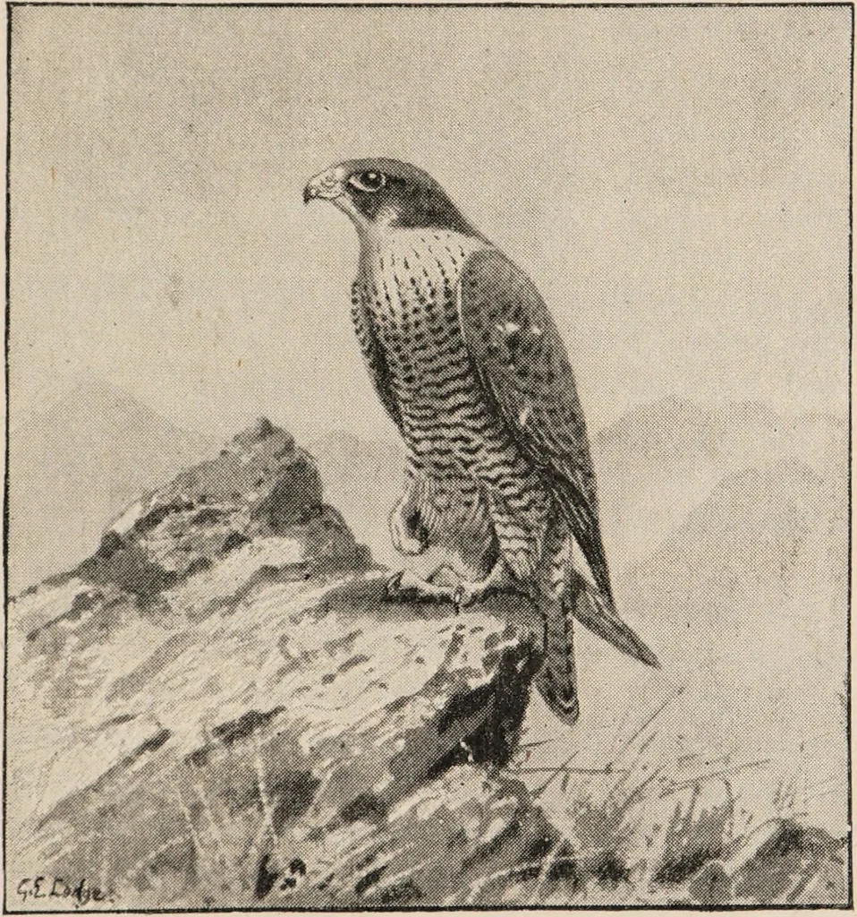 An illustration from British birds / by W.H. Hudson, C.M.Z.S ; with a chapter on structure and classification by Frank E. Beddard, F.R.S. With 8 coloured plates from original drawings by A. Thorburn and 8 plates and 100 figures in black and white from original drawings by G.E. Lodge and 3 illustrations from photographs from nature by R.B. Lodge. New impression., 1921, leaf 245
