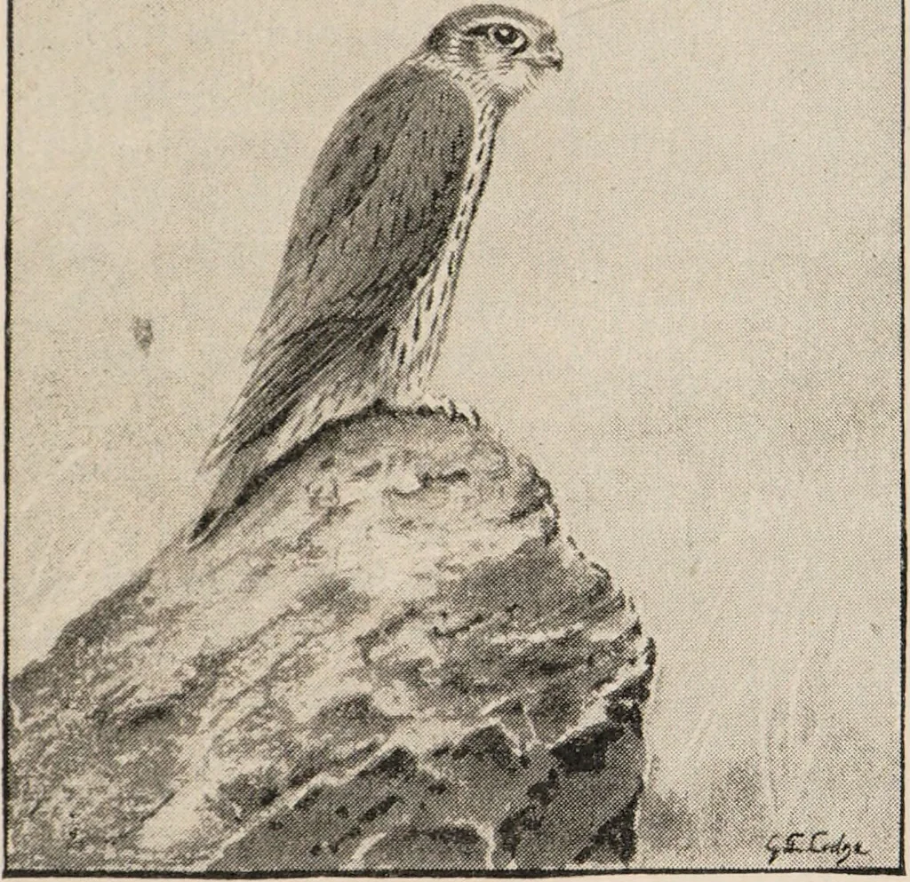 An illustration from British birds / by W.H. Hudson, C.M.Z.S ; with a chapter on structure and classification by Frank E. Beddard, F.R.S. With 8 coloured plates from original drawings by A. Thorburn and 8 plates and 100 figures in black and white from original drawings by G.E. Lodge and 3 illustrations from photographs from nature by R.B. Lodge. New impression., 1921, leaf 247