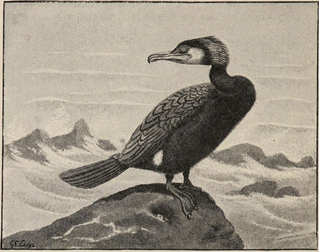 An illustration from British birds / by W.H. Hudson, C.M.Z.S ; with a chapter on structure and classification by Frank E. Beddard, F.R.S. With 8 coloured plates from original drawings by A. Thorburn and 8 plates and 100 figures in black and white from original drawings by G.E. Lodge and 3 illustrations from photographs from nature by R.B. Lodge. New impression., 1921, leaf 254