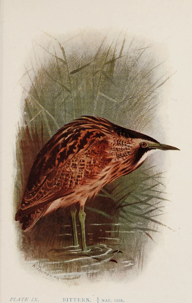 An illustration from British birds / by W.H. Hudson, C.M.Z.S ; with a chapter on structure and classification by Frank E. Beddard, F.R.S. With 8 coloured plates from original drawings by A. Thorburn and 8 plates and 100 figures in black and white from original drawings by G.E. Lodge and 3 illustrations from photographs from nature by R.B. Lodge. New impression., 1921, leaf 263
