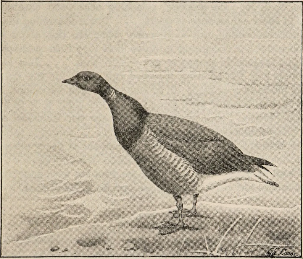 An illustration from British birds / by W.H. Hudson, C.M.Z.S ; with a chapter on structure and classification by Frank E. Beddard, F.R.S. With 8 coloured plates from original drawings by A. Thorburn and 8 plates and 100 figures in black and white from original drawings by G.E. Lodge and 3 illustrations from photographs from nature by R.B. Lodge. New impression., 1921, leaf 271