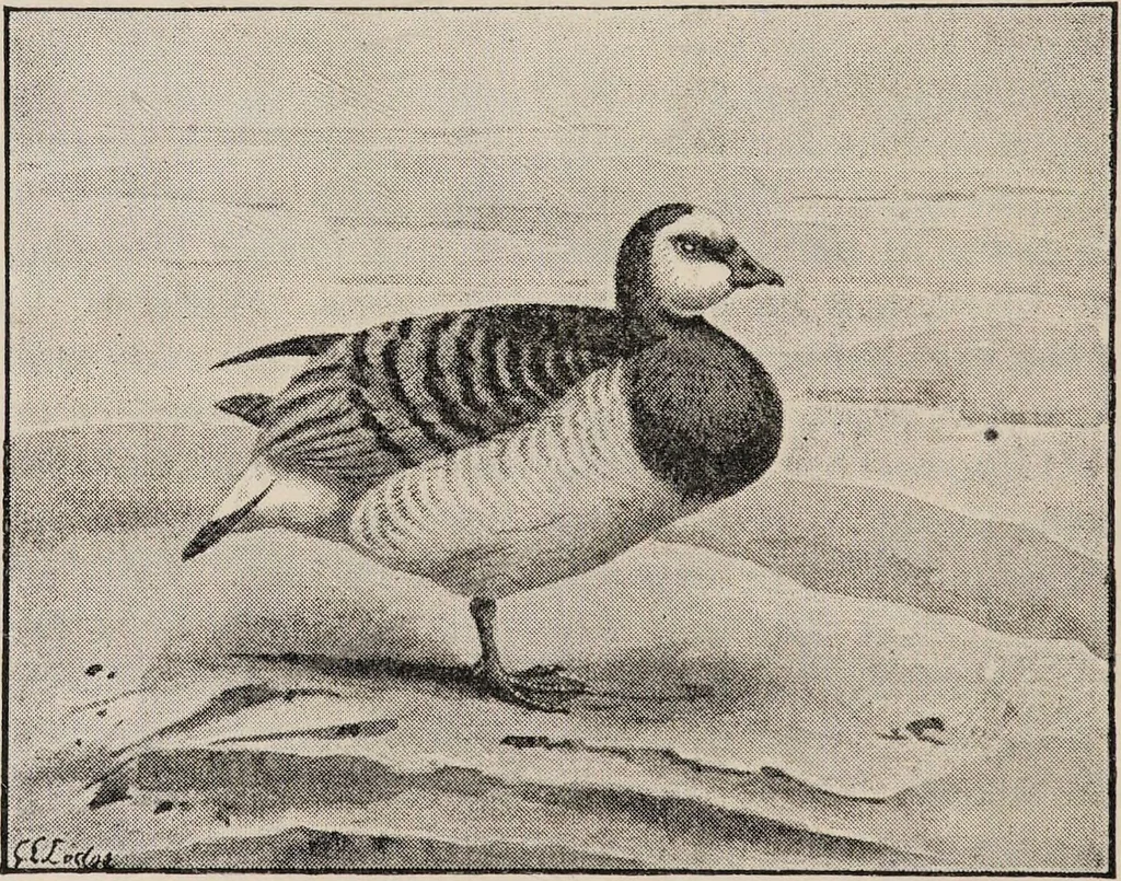 An illustration from British birds / by W.H. Hudson, C.M.Z.S ; with a chapter on structure and classification by Frank E. Beddard, F.R.S. With 8 coloured plates from original drawings by A. Thorburn and 8 plates and 100 figures in black and white from original drawings by G.E. Lodge and 3 illustrations from photographs from nature by R.B. Lodge. New impression., 1921, leaf 272