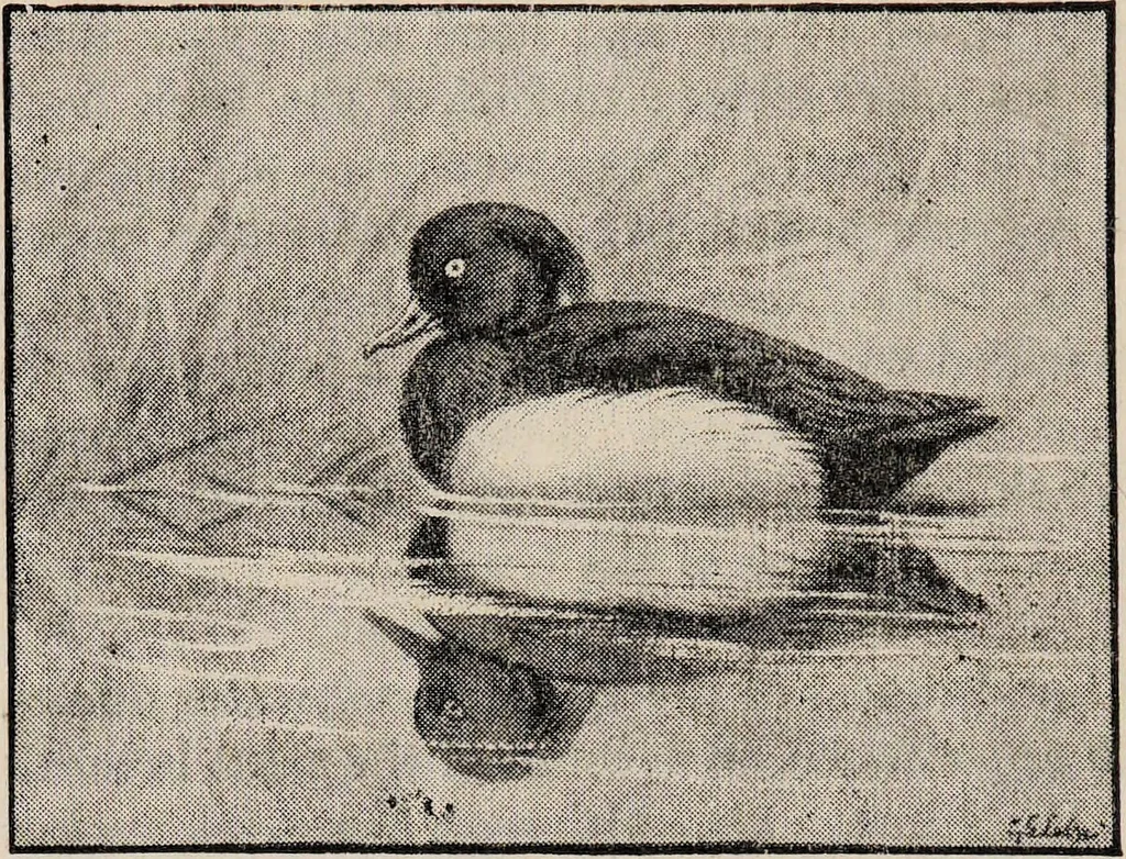 An illustration from British birds / by W.H. Hudson, C.M.Z.S ; with a chapter on structure and classification by Frank E. Beddard, F.R.S. With 8 coloured plates from original drawings by A. Thorburn and 8 plates and 100 figures in black and white from original drawings by G.E. Lodge and 3 illustrations from photographs from nature by R.B. Lodge. New impression., 1921, leaf 290