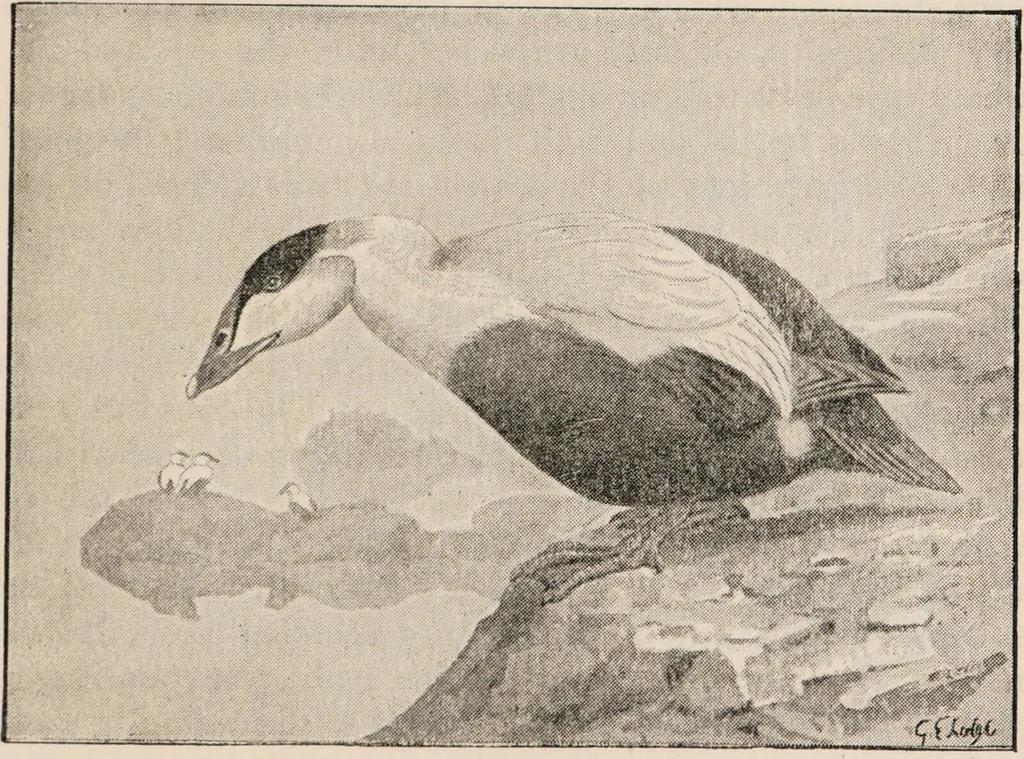 An illustration from British birds / by W.H. Hudson, C.M.Z.S ; with a chapter on structure and classification by Frank E. Beddard, F.R.S. With 8 coloured plates from original drawings by A. Thorburn and 8 plates and 100 figures in black and white from original drawings by G.E. Lodge and 3 illustrations from photographs from nature by R.B. Lodge. New impression., 1921, leaf 295