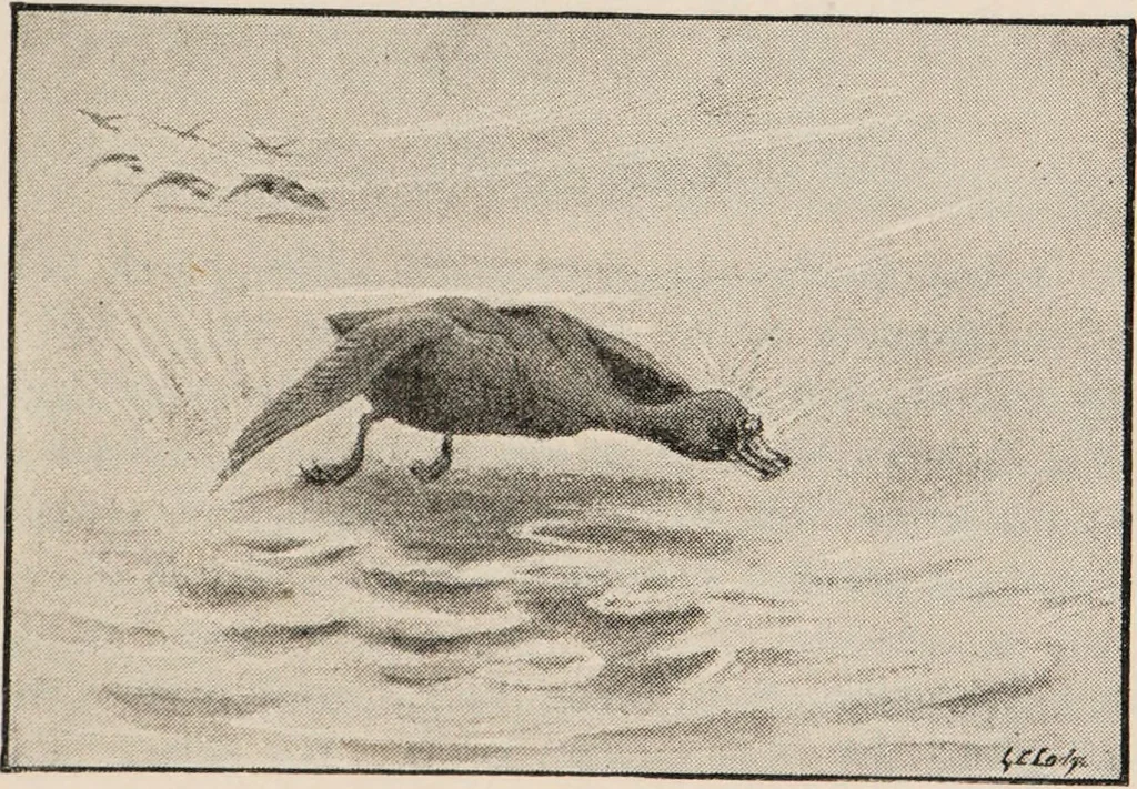 An illustration from British birds / by W.H. Hudson, C.M.Z.S ; with a chapter on structure and classification by Frank E. Beddard, F.R.S. With 8 coloured plates from original drawings by A. Thorburn and 8 plates and 100 figures in black and white from original drawings by G.E. Lodge and 3 illustrations from photographs from nature by R.B. Lodge. New impression., 1921, leaf 297