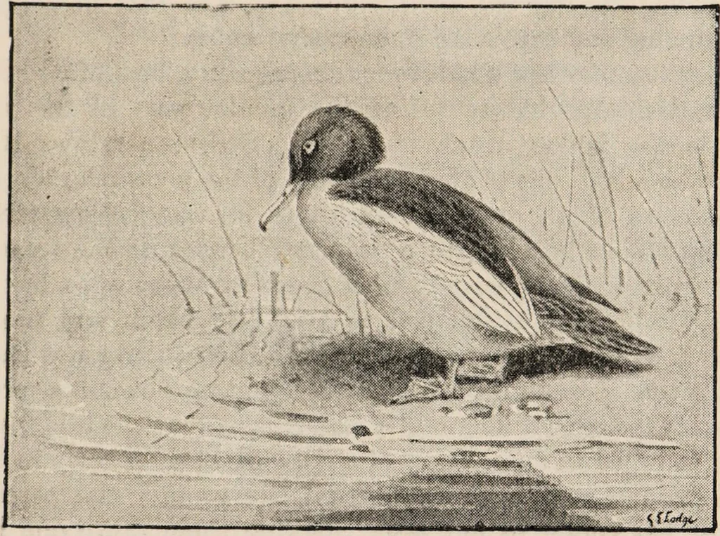 An illustration from British birds / by W.H. Hudson, C.M.Z.S ; with a chapter on structure and classification by Frank E. Beddard, F.R.S. With 8 coloured plates from original drawings by A. Thorburn and 8 plates and 100 figures in black and white from original drawings by G.E. Lodge and 3 illustrations from photographs from nature by R.B. Lodge. New impression., 1921, leaf 299