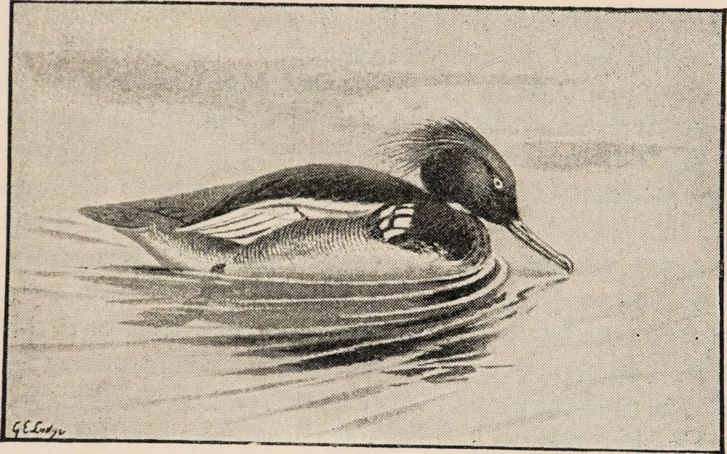 An illustration from British birds / by W.H. Hudson, C.M.Z.S ; with a chapter on structure and classification by Frank E. Beddard, F.R.S. With 8 coloured plates from original drawings by A. Thorburn and 8 plates and 100 figures in black and white from original drawings by G.E. Lodge and 3 illustrations from photographs from nature by R.B. Lodge. New impression., 1921, leaf 301