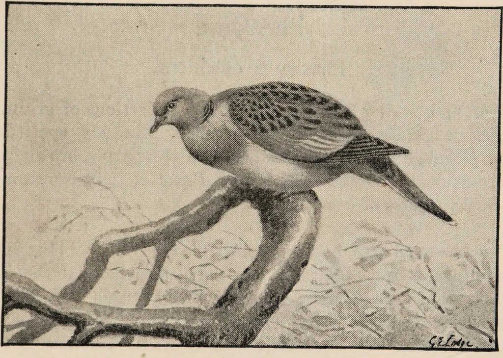 An illustration from British birds / by W.H. Hudson, C.M.Z.S ; with a chapter on structure and classification by Frank E. Beddard, F.R.S. With 8 coloured plates from original drawings by A. Thorburn and 8 plates and 100 figures in black and white from original drawings by G.E. Lodge and 3 illustrations from photographs from nature by R.B. Lodge. New impression., 1921, leaf 307