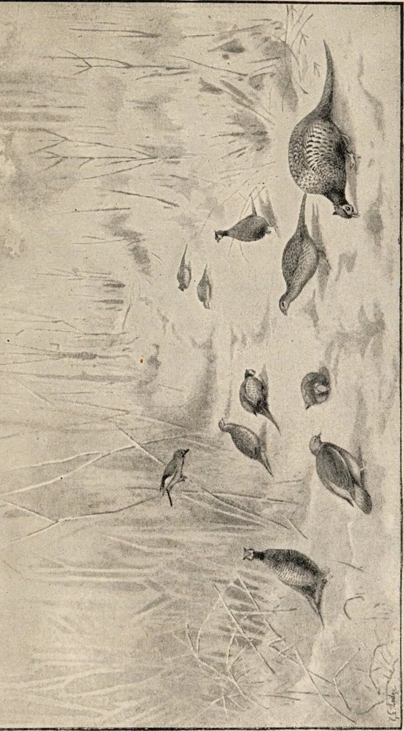 An illustration from British birds / by W.H. Hudson, C.M.Z.S ; with a chapter on structure and classification by Frank E. Beddard, F.R.S. With 8 coloured plates from original drawings by A. Thorburn and 8 plates and 100 figures in black and white from original drawings by G.E. Lodge and 3 illustrations from photographs from nature by R.B. Lodge. New impression., 1921, leaf 309