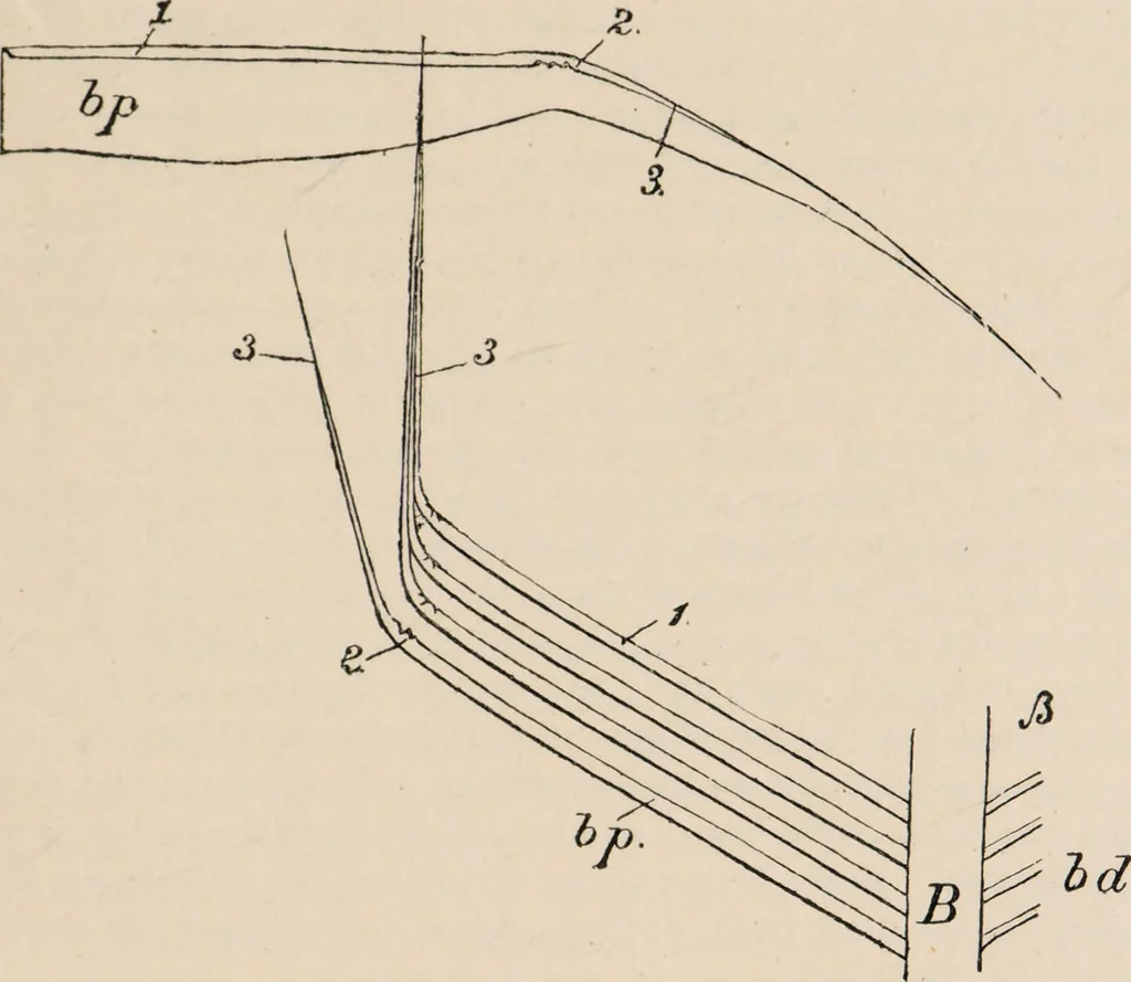 An illustration from British birds / by W.H. Hudson, C.M.Z.S ; with a chapter on structure and classification by Frank E. Beddard, F.R.S. With 8 coloured plates from original drawings by A. Thorburn and 8 plates and 100 figures in black and white from original drawings by G.E. Lodge and 3 illustrations from photographs from nature by R.B. Lodge. New impression., 1921, leaf 31