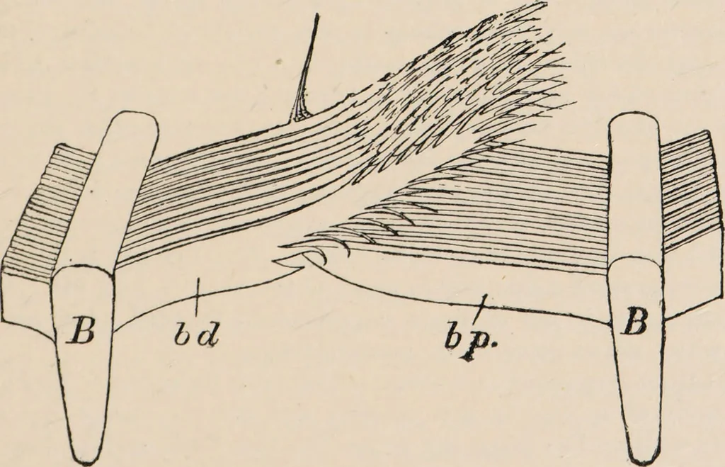 An illustration from British birds / by W.H. Hudson, C.M.Z.S ; with a chapter on structure and classification by Frank E. Beddard, F.R.S. With 8 coloured plates from original drawings by A. Thorburn and 8 plates and 100 figures in black and white from original drawings by G.E. Lodge and 3 illustrations from photographs from nature by R.B. Lodge. New impression., 1921, leaf 31