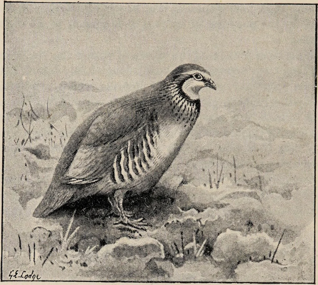An illustration from British birds / by W.H. Hudson, C.M.Z.S ; with a chapter on structure and classification by Frank E. Beddard, F.R.S. With 8 coloured plates from original drawings by A. Thorburn and 8 plates and 100 figures in black and white from original drawings by G.E. Lodge and 3 illustrations from photographs from nature by R.B. Lodge. New impression., 1921, leaf 312