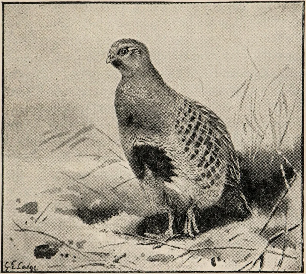 An illustration from British birds / by W.H. Hudson, C.M.Z.S ; with a chapter on structure and classification by Frank E. Beddard, F.R.S. With 8 coloured plates from original drawings by A. Thorburn and 8 plates and 100 figures in black and white from original drawings by G.E. Lodge and 3 illustrations from photographs from nature by R.B. Lodge. New impression., 1921, leaf 313