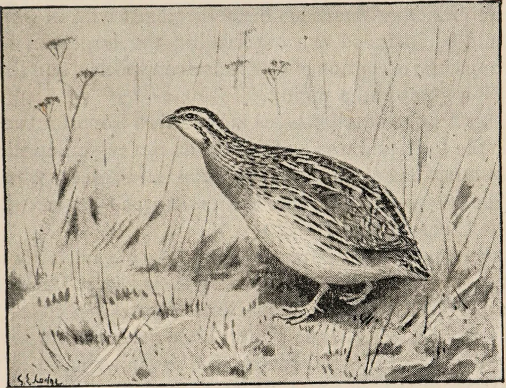 An illustration from British birds / by W.H. Hudson, C.M.Z.S ; with a chapter on structure and classification by Frank E. Beddard, F.R.S. With 8 coloured plates from original drawings by A. Thorburn and 8 plates and 100 figures in black and white from original drawings by G.E. Lodge and 3 illustrations from photographs from nature by R.B. Lodge. New impression., 1921, leaf 315