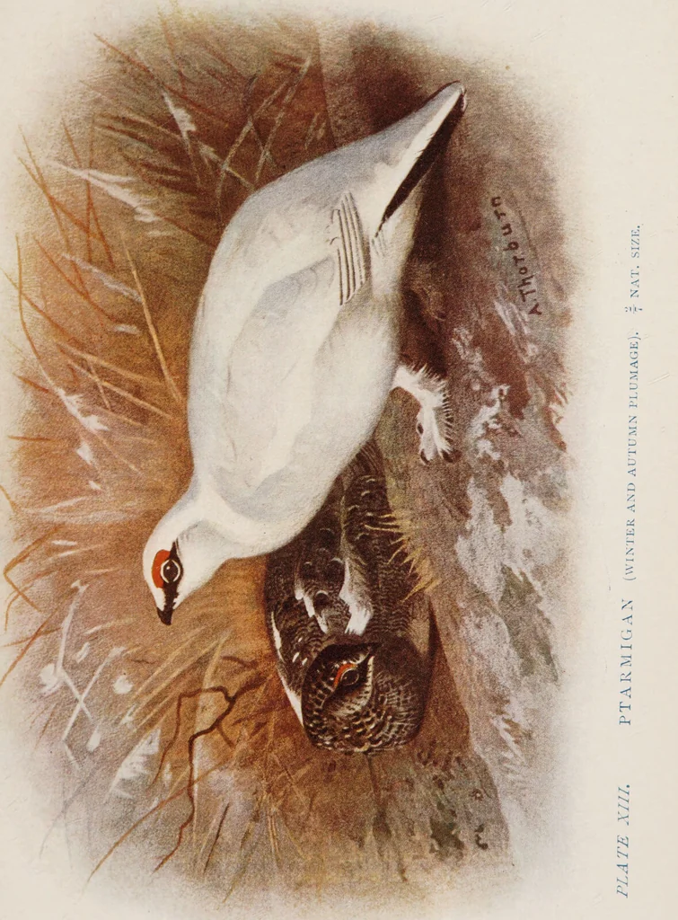 An illustration from British birds / by W.H. Hudson, C.M.Z.S ; with a chapter on structure and classification by Frank E. Beddard, F.R.S. With 8 coloured plates from original drawings by A. Thorburn and 8 plates and 100 figures in black and white from original drawings by G.E. Lodge and 3 illustrations from photographs from nature by R.B. Lodge. New impression., 1921, leaf 317