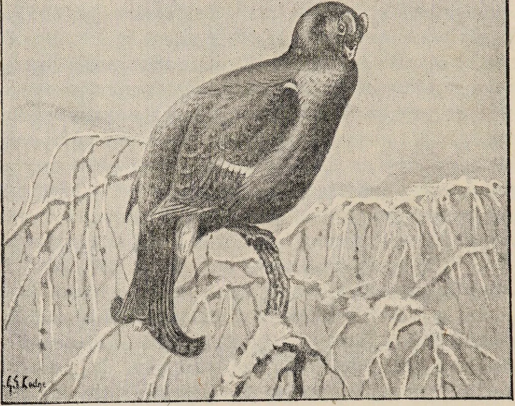 An illustration from British birds / by W.H. Hudson, C.M.Z.S ; with a chapter on structure and classification by Frank E. Beddard, F.R.S. With 8 coloured plates from original drawings by A. Thorburn and 8 plates and 100 figures in black and white from original drawings by G.E. Lodge and 3 illustrations from photographs from nature by R.B. Lodge. New impression., 1921, leaf 322