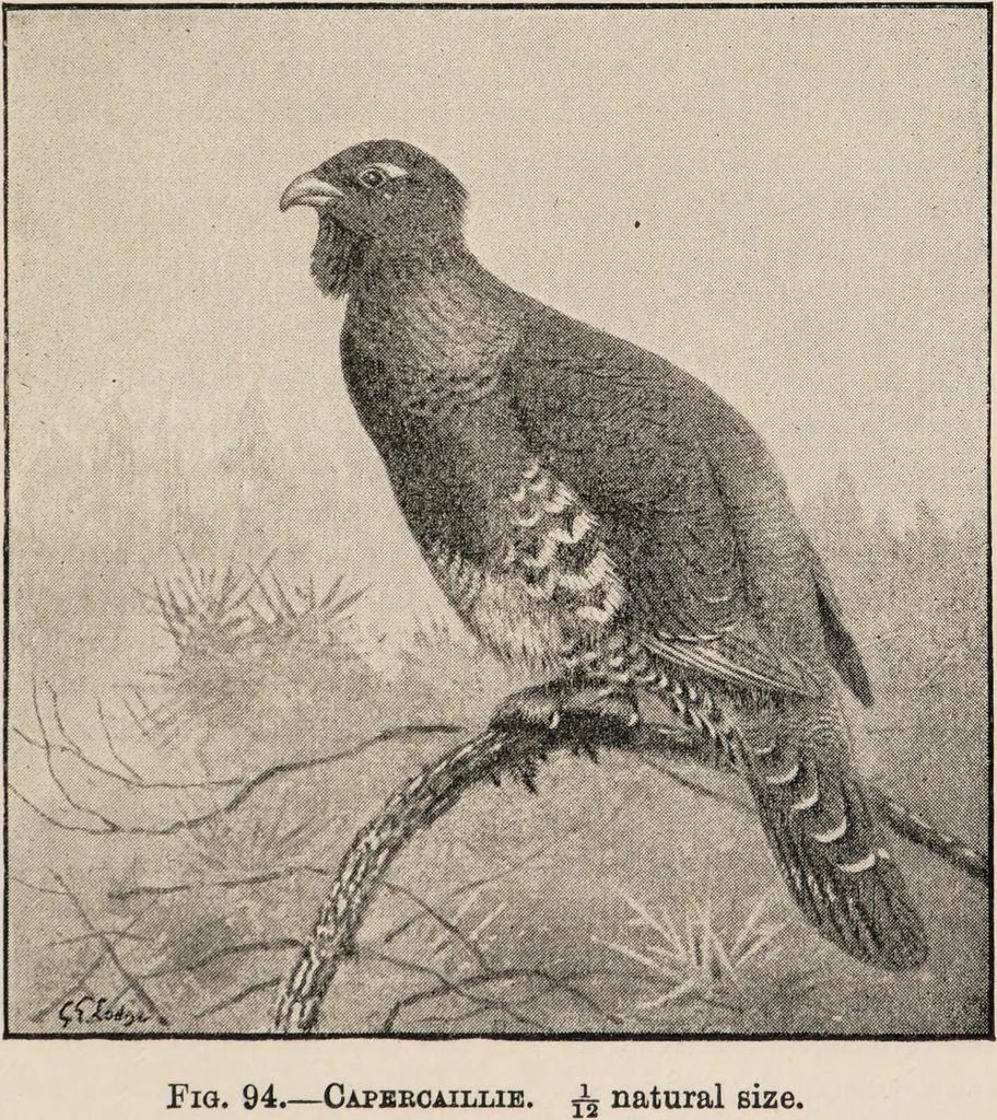 An illustration from British birds / by W.H. Hudson, C.M.Z.S ; with a chapter on structure and classification by Frank E. Beddard, F.R.S. With 8 coloured plates from original drawings by A. Thorburn and 8 plates and 100 figures in black and white from original drawings by G.E. Lodge and 3 illustrations from photographs from nature by R.B. Lodge. New impression., 1921, leaf 323