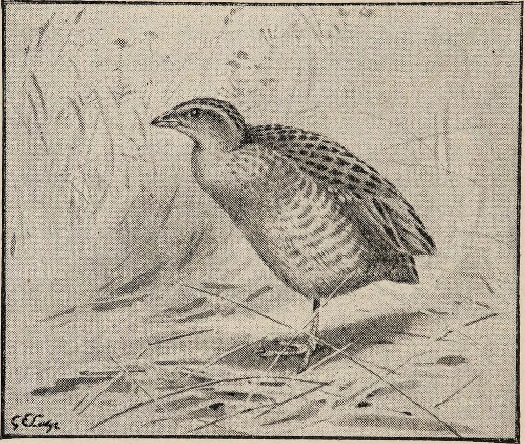 An illustration from British birds / by W.H. Hudson, C.M.Z.S ; with a chapter on structure and classification by Frank E. Beddard, F.R.S. With 8 coloured plates from original drawings by A. Thorburn and 8 plates and 100 figures in black and white from original drawings by G.E. Lodge and 3 illustrations from photographs from nature by R.B. Lodge. New impression., 1921, leaf 326