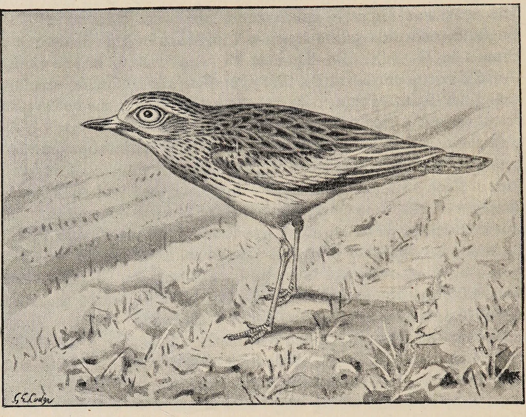 An illustration from British birds / by W.H. Hudson, C.M.Z.S ; with a chapter on structure and classification by Frank E. Beddard, F.R.S. With 8 coloured plates from original drawings by A. Thorburn and 8 plates and 100 figures in black and white from original drawings by G.E. Lodge and 3 illustrations from photographs from nature by R.B. Lodge. New impression., 1921, leaf 330