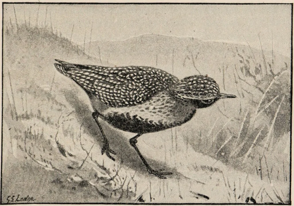 An illustration from British birds / by W.H. Hudson, C.M.Z.S ; with a chapter on structure and classification by Frank E. Beddard, F.R.S. With 8 coloured plates from original drawings by A. Thorburn and 8 plates and 100 figures in black and white from original drawings by G.E. Lodge and 3 illustrations from photographs from nature by R.B. Lodge. New impression., 1921, leaf 333